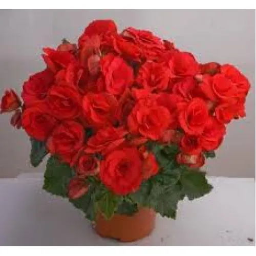 Begonia Elatior Red 35cm