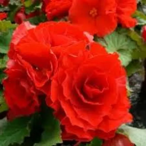 Begonia Elatior Red 35cm