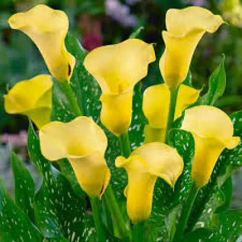 Calla Black Magic 