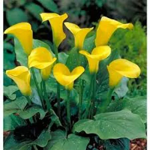 Calla Black Magic 
