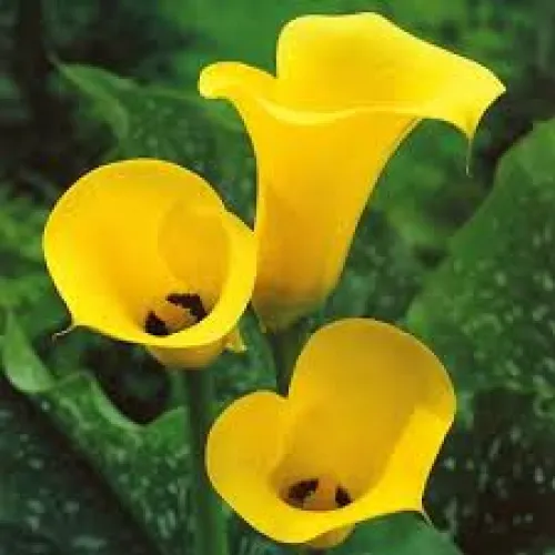 Calla Black Magic 