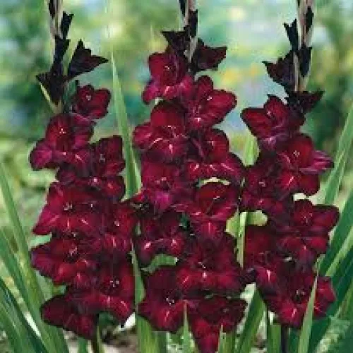 Gladiolus Black Star