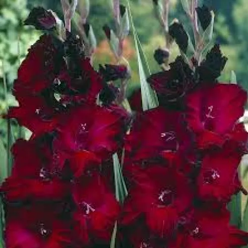 Gladiolus Black Star