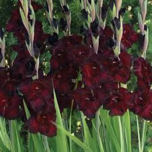 Gladiolus Black Star