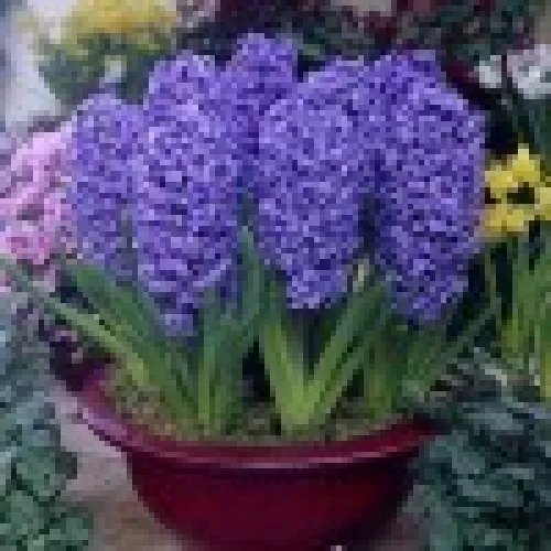 Hyacinth Blue Jacket