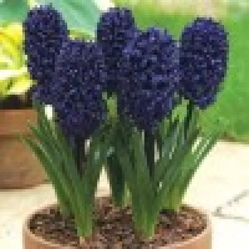 Hyacinth Blue Saphire