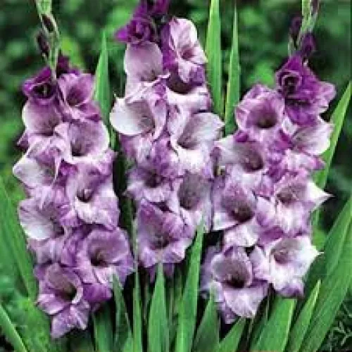 Gladiolus Blue Tropic