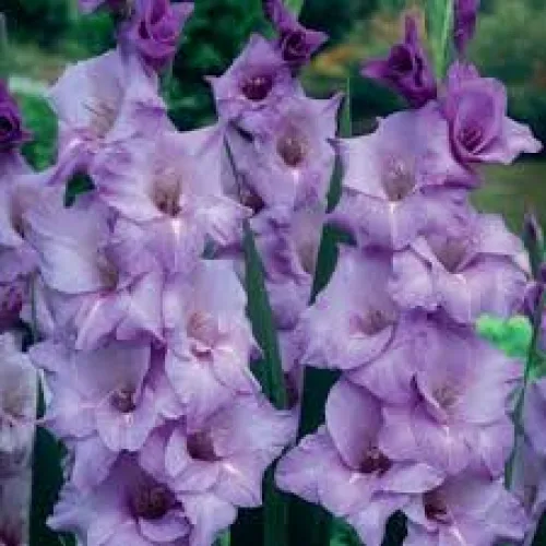 Gladiolus Blue Tropic