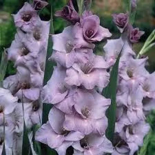 Gladiolus Blue Tropic