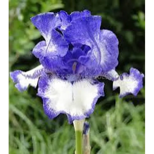Iris Germanica Blue/White 