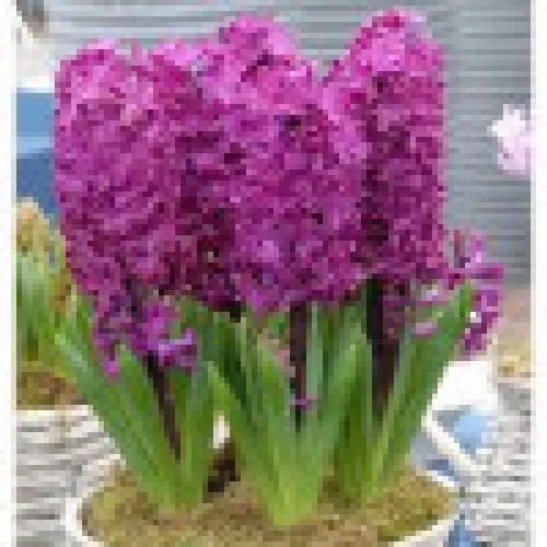 Hyacinth Broadway 