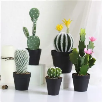 Kaktusy, Succulenty