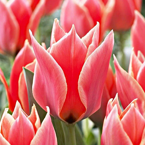 Tulipan Calypso