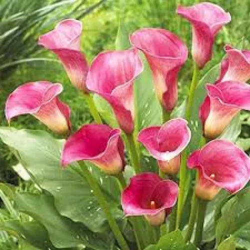 Calla Captain Romance 