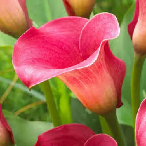Calla Captain Romance 