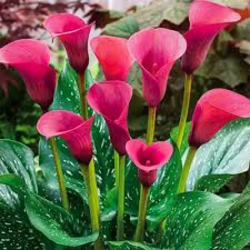 Calla Captain Romance 