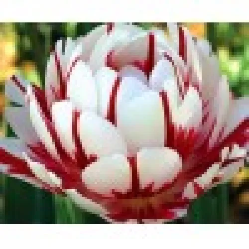 Tulipan Carnaval de NIce