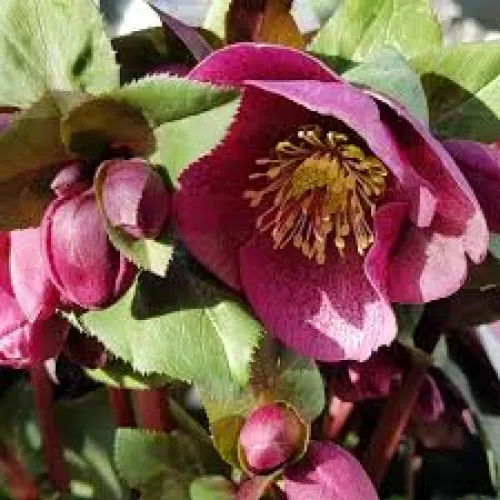 Čemerica/Helleborus FKiss Charmer 50 cm
