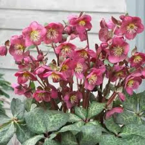 Čemerica/Helleborus FKiss Charmer 50 cm