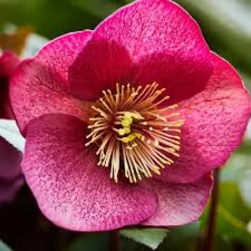 Čemerica/Helleborus FKiss Charmer 50 cm