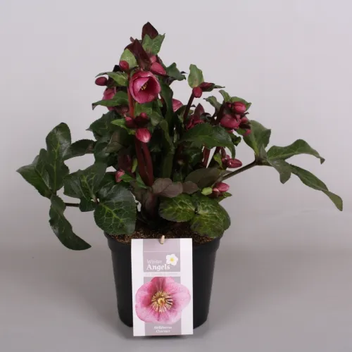 Čemerica/Helleborus FKiss Charmer 50 cm