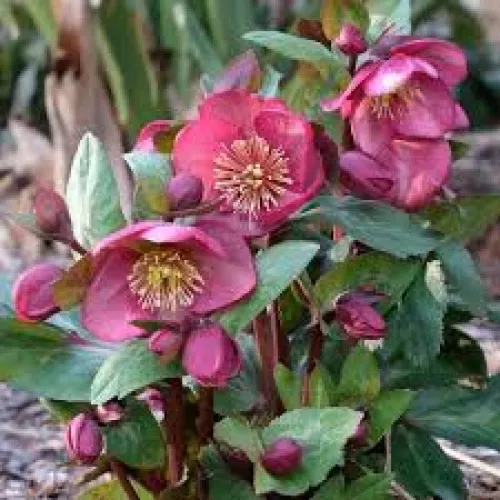 Čemerica/Helleborus FKiss Charmer 50 cm