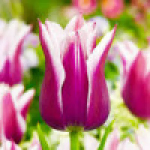 Tulipan Claudia 