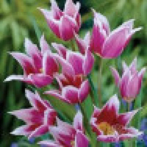 Tulipan Claudia 