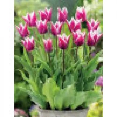 Tulipan Claudia 