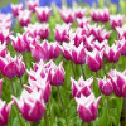 Tulipan Claudia 