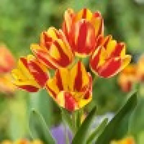Tulipan Color Spectacle