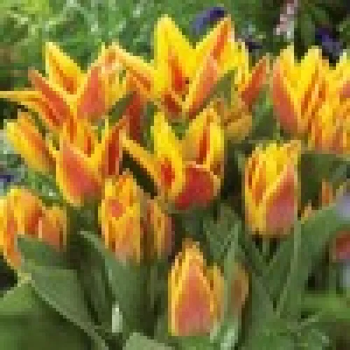 Tulipan Color Spectacle