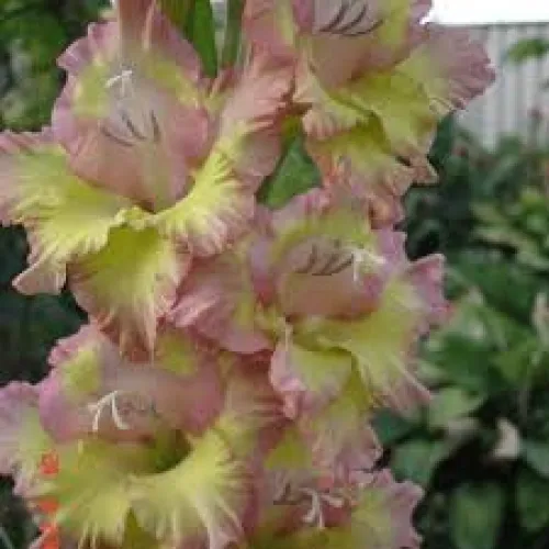 Gladiolus Conca Verde