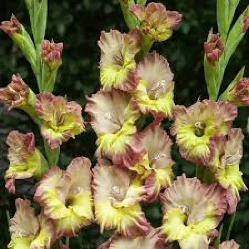 Gladiolus Conca Verde