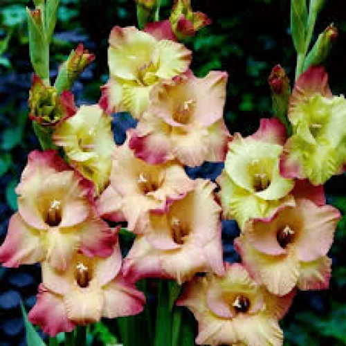 Gladiolus Conca Verde