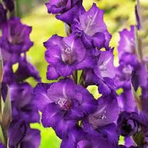 Gladiolus Cookie 