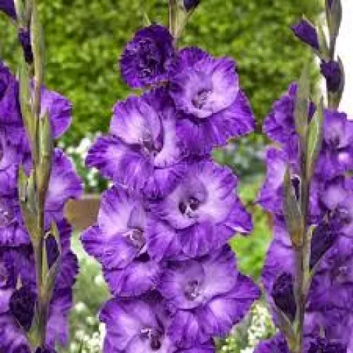 Gladiolus Cookie 
