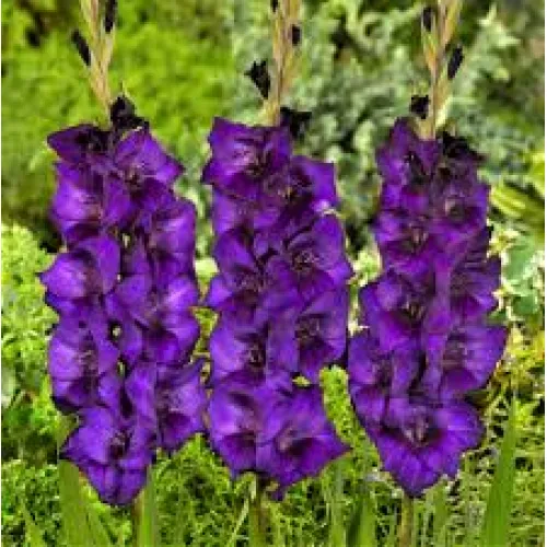 Gladiolus Cookie 