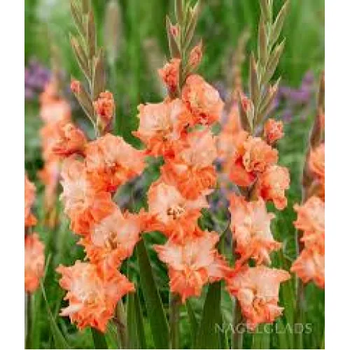 Gladiolus Coral Crush 
