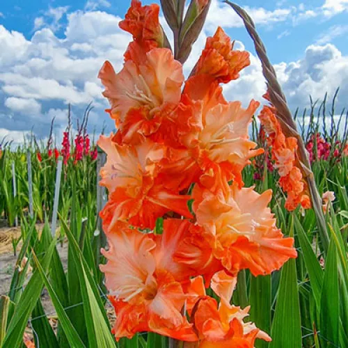 Gladiolus Coral Crush 