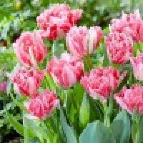 Tulipan Crispion Love