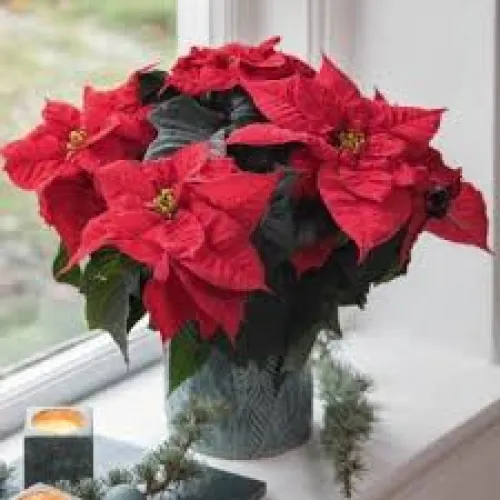 Vianočná ruža -Euphorbia pulcherrima Christ Universe'