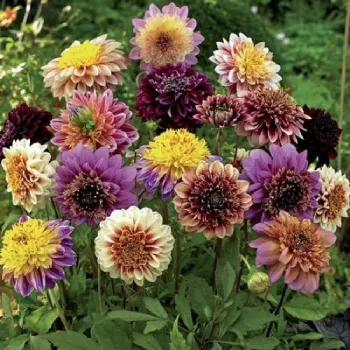 Dahlia Anemone