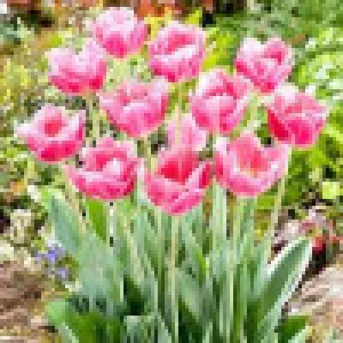 Tulip Dallas 