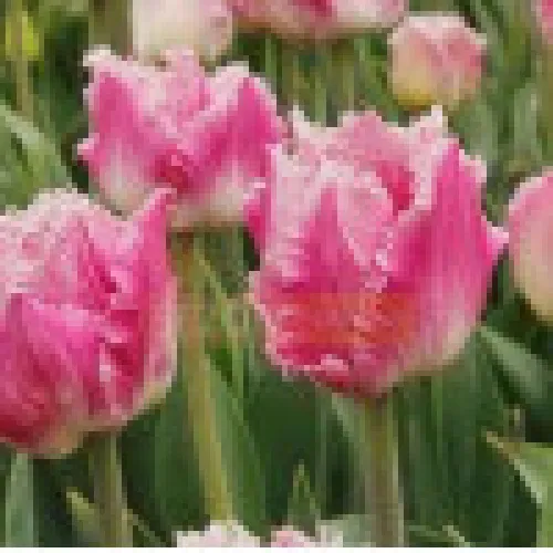 Tulip Dallas 