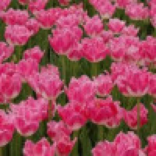 Tulip Dallas 