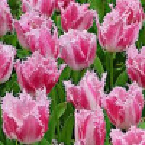 Tulip Dallas 