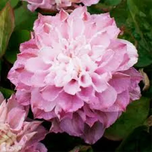 Clematis Dancing Smile