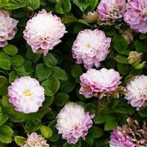 Clematis Dancing Smile