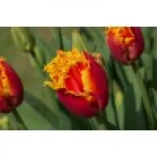 Tulip Davenport